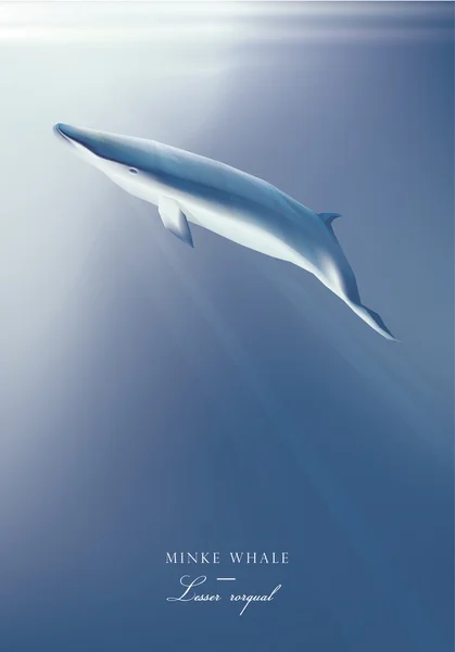 Okyanus yüzeyinin altında Bayağı minke balinası — Stok Vektör