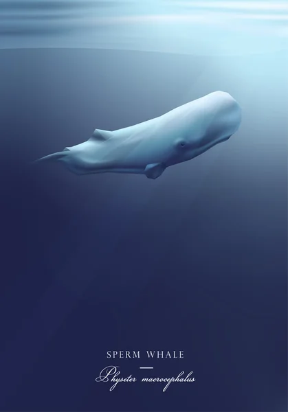 Baleia espermática sob a superfície do oceano —  Vetores de Stock