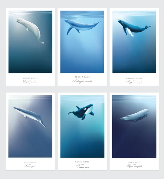 Hosszúszárnyú tengeri emlősök. — Stock Vector