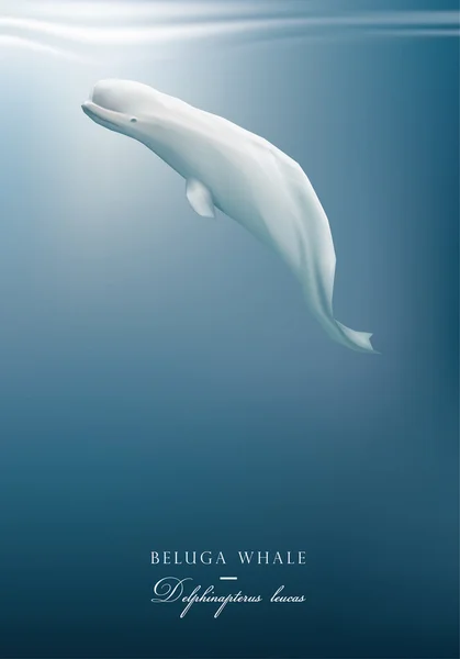 Ballena blanca Beluga — Vector de stock