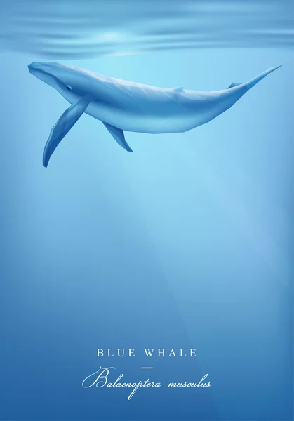 Magnifique baleine bleue — Image vectorielle