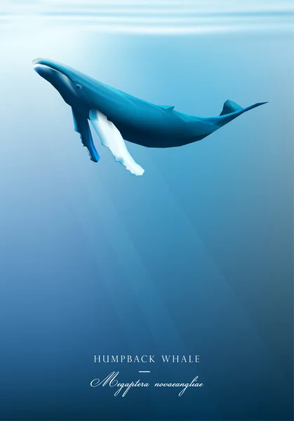 Ballena jorobada bajo la superficie azul del océano — Vector de stock