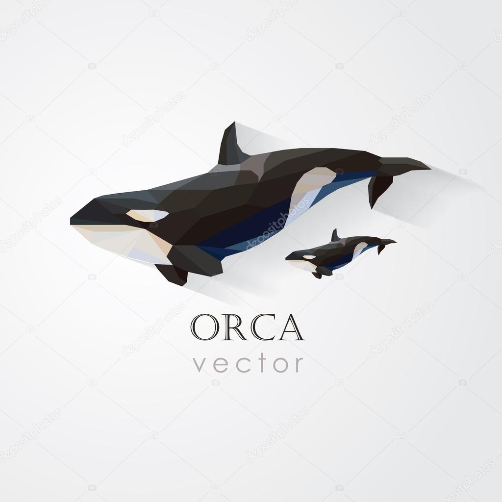 Orca killer whale and its baby