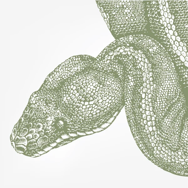 Зміїна голова зеленого бою — стоковий вектор