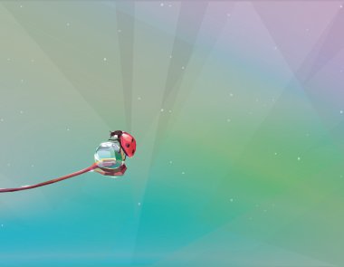 uğur böceği üzerinde su damlası