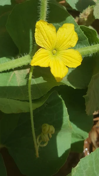 Flor Amarilla Casa — Foto de Stock