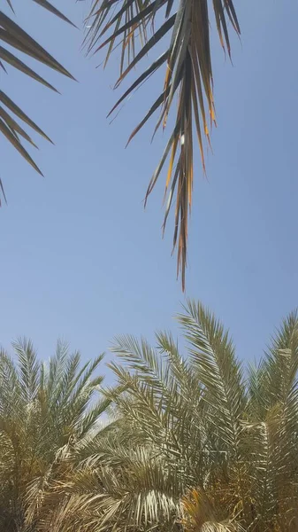 Blå Himmel Skogen Handflator Utanför Mitt Hem Det Bra Ställe — Stockfoto