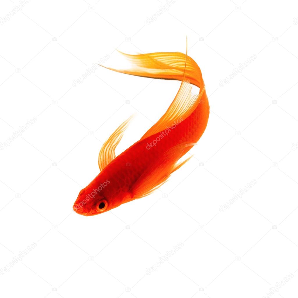 Orange Swordtail Fish Isolated on White Background — Stock Photo