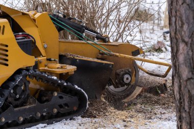 Kesme diskinin yakın mesafeden görülebildiği sağdan bir manzara ile sürtünme. Öğütme işlemi sırasında kütük talaşları havada uçuşuyor. Sarı kütük öğütücü kışın ağaç kütüğünü öğütüyor.