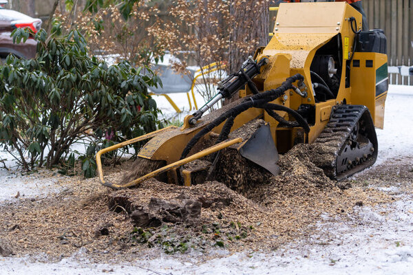 Stump grinding with a view from the right where the cutting disc is visible in close proximity. During the grinding process, the stump shavings fly through the air. The yellow stump grinder grinding the tree stump during the winter, when snow is also