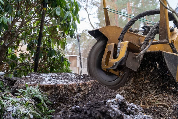 Stump Grinding View Right Cutting Disc Visible Close Proximity Grinding — Stock Photo, Image