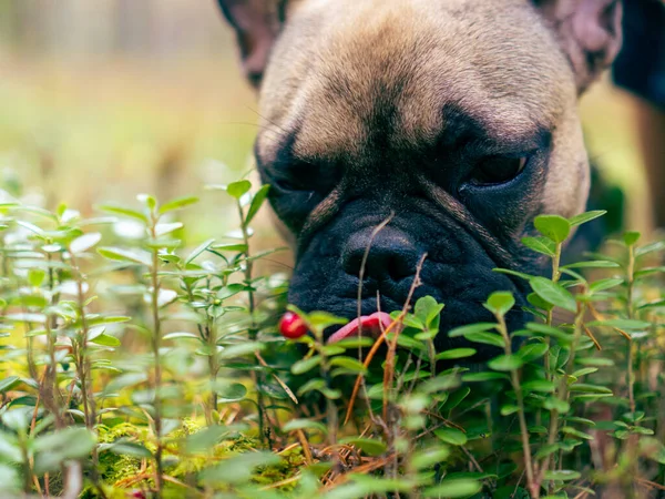 Ormanda Fransız bulldog köpeği orman meyvelerine ulaşmak için dilini doldurdu - kırmızı kızılcıklar