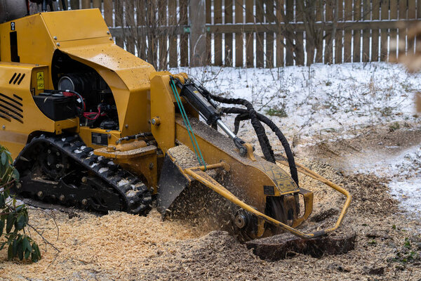 Stump grinding with a view from the right where the cutting disc is visible in close proximity. During the grinding process, the stump shavings fly through the air. The yellow stump grinder grinding the tree stump during the winter, when snow is also