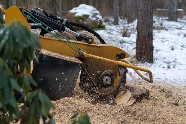 Stump Grinding View Right Cutting Disc Visible Close Proximity Grinding — Stock Photo, Image