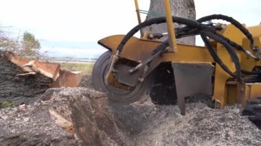 Ağaç kütüğünün sol tarafından yakın görüş sarı bir kütük öğütücüsüyle öğütülmüş. Sarı bir kütük öğütücüsüyle ağaç kütüğü öğütücüsünün yakın görüntüsü. Değirmende, kütük parçaları havada uçar ve kesme diski kütüğü öğütür..