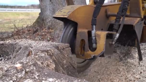 Vista Cerca Desde Lado Izquierdo Tocón Árbol Moliendo Con Una — Vídeos de Stock