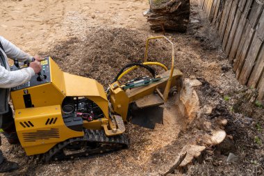 A large wooden stump is milled with a yellow stump cutter against the background of a plank wall