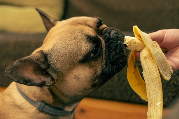 A French Bulldog dog eats a banan