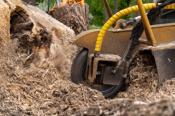 A close view of the round milling head of a stump cutter or grinder that performs strain grinding