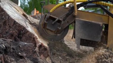 Kol kesicinin ya da öğütücüsünün yuvarlak değirmen başını yakından görebiliriz. Bir kütük kesicinin yan görünüşü ve yeni kesilmiş, büyük bir kütüğü öğüten keskin kafası..