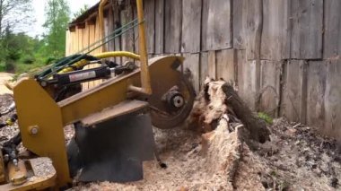 Büyük bir ahşap kütük, ahşap bir duvarın arka planında sarı bir kütük kesiği ile değirmende bulunur. Sarı bir kütük kesicinin yan görüntüsü veya raylarla donatılmış öğütücü. Değirmen makinelerinde, kafa büyük bir cips türü öğütür..