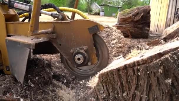 Close View Milling Head Stump Cutter Grinder Performs Strain Grinding — Stock Video
