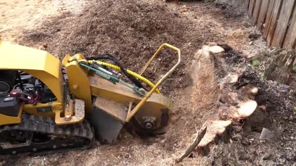 Velký Dřevěný Pahýl Pozadí Dřevěné Stěny Brousí Žlutým Pahýlem Nebo — Stock video