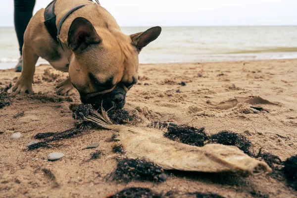 Fransız bulldog limanı deniz kıyısında balık kemikleri