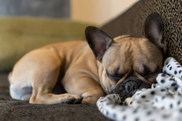 Fransız Bulldog cinsi köpek. Kanepede uzanmış, beyaz bir ekosenin üzerinde, siyah çıkıntılı.