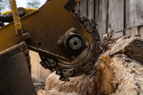 The process of removing a tree stump where the rotating head of the stump cutter grinds a freshly sawn stump