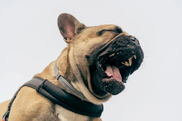 Egy Francia Bulldogkutya Nyitott Szájjal Ásítozik — Stock Fotó