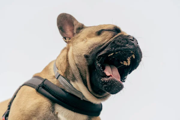 Bir Fransız Bulldog 'u ağzı sonuna kadar açık esniyor.