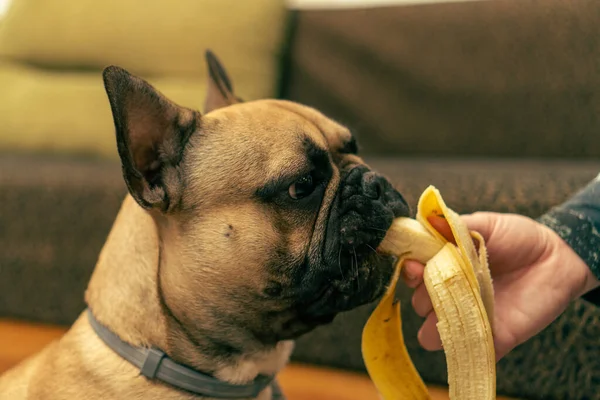 Buldog Francuski Pies Zjada Banana — Zdjęcie stockowe