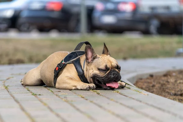 Breed dog - Fransız Bulldog yürüyüş yolunda yatar ve nefes almak için dilini doldurur