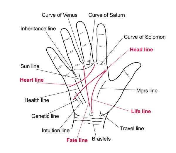 Palmistry. Líneas de valor en la mano humana . — Vector de stock