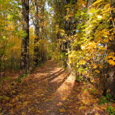 Sonbahar doğası, güzel renkli ağaçlar..