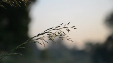 Akşamları çim. Yakın plan. Yumuşak ışık