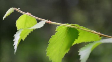 Doğal bir ormanda huş ağacı dalı. Downy huş ağacı