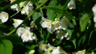 Sahte portakal çiçekleri. Yakın plan.