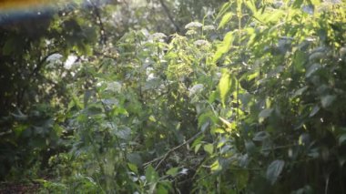 Yağmurda ısırgan otu