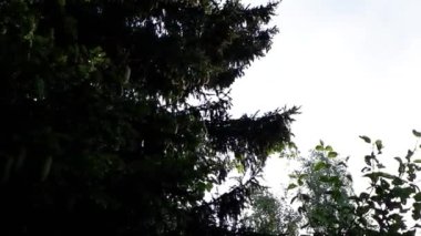 Yağmurdan sonra çam ağacı