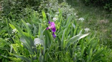 Bahçedeki Violet Iris. 