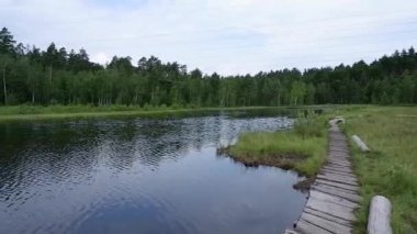 Ormandaki bataklık gölü. Panorama