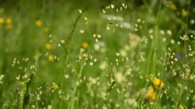 Düğünçiçeğiyle titreyen çimenler. Rüzgarda otlaklar