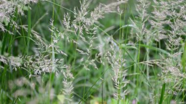 Doğal bir ormandaki otlar