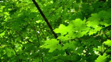 Akçaağaç ormanında