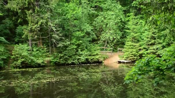 Étang Dans Forêt Panorama — Video