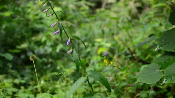 Bellflower Con Capullos Flores Bosque Natural — Vídeos de Stock