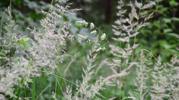 Grassen Het Natuurbos — Stockvideo