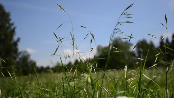 Hierba Viento Bromegrass — Vídeos de Stock